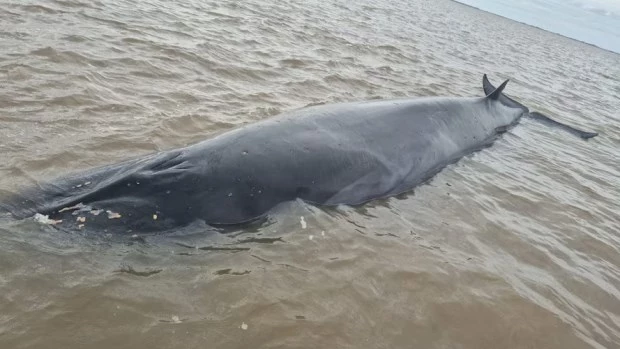 Hallan varada en la costa de San Isidro a una ballena