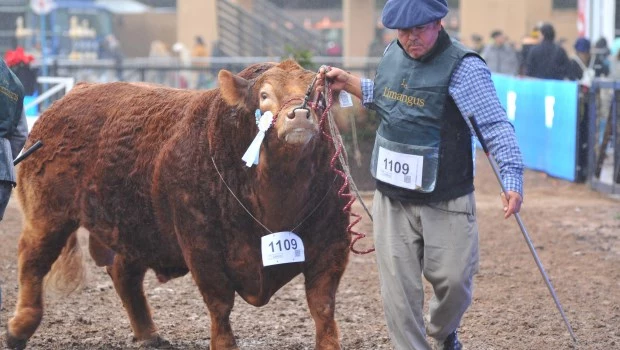 En la ganadería vacuna, criar un ejemplar implica una inversión de tres años. Los cabañeros celebran la apertura de la exportación y la expansión a nuevos mercados.