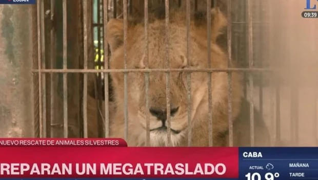 Treinta tigres y leones del antiguo zoológico de Luján son trasladados a santuarios en Sudáfrica y Estados Unidos