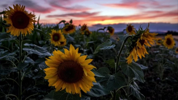 El girasol es la nueva estrella de la producción agrícola argentina