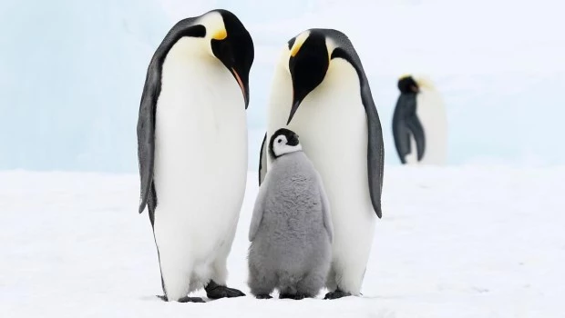 El amor en los animales