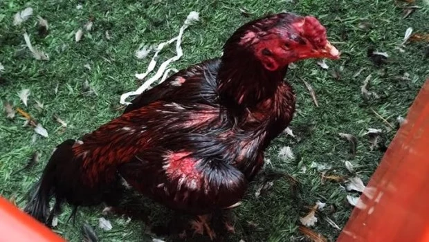 Rescataron a más de 100 gallos de riña en un boliche de Brandsen