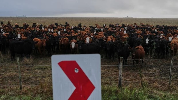Los productores ganaderos evalúan el arrendamiento de campos más altos. Otros, en cambio, encerrarán la hacienda y la alimentarán hasta que se supere el fenómeno.