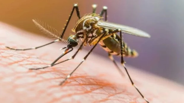 Confirmaron un nuevo caso de dengue