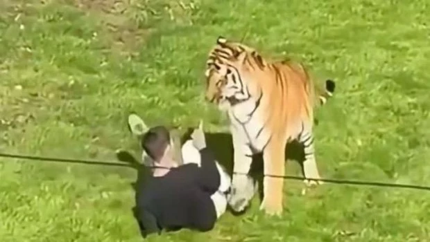Un hombre resultó gravemente herido tras el ataque de un tigre en un parque de vida silvestre en Inglaterra