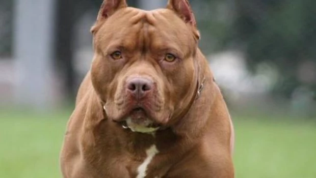 Horror en Moreno: un pitbull mató a un nene de 4 años y detuvieron a su madrina