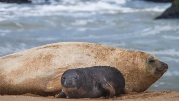 Nació un elefante marino en Mar del Plata: lo apodaron Alfredito