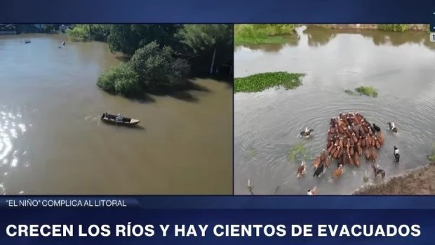 Ante las crecidas por El Niño, ya se evacuaron más de 147.000 cabezas de ganado en cinco provincias