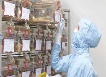 Los sabuesos de los malos remedios y comidas