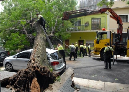 Un árbol aplastó a un automóvil en el barrio porteño de Flores