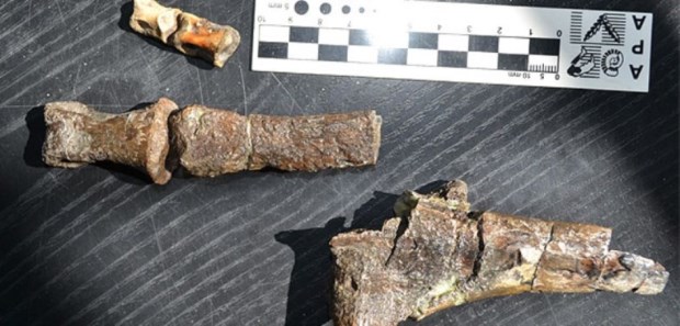 Paleontólogos argentinos hallaron una nueva especie de dinosaurio ornitópodo en la Antártida