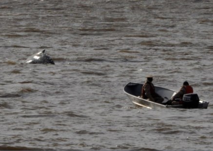 La ballena que apareció en Puerto Madero fue guiada a aguas abiertas