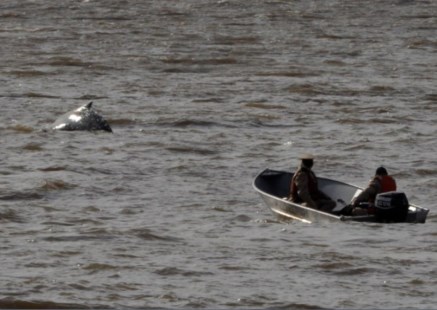 La ballena que apareció en Puerto Madero fue guiada a aguas abiertas