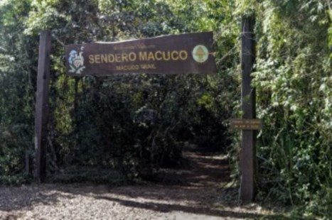 Una familia se cruzó con un puma y cerraron un sendero del Parque Nacional Iguazú 