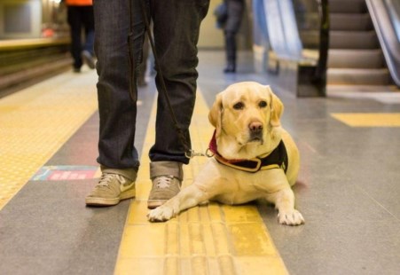Por ley, las mascotas podrán viajar en el subte de la Ciudad de Buenos Aires