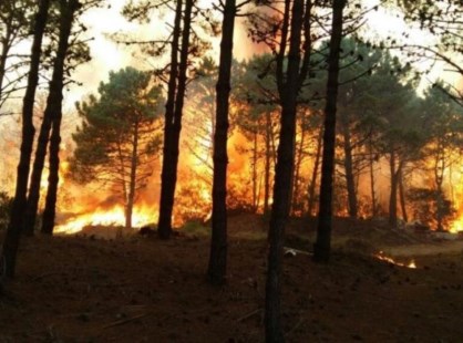 El intendente de Pinamar dijo que el incendio que afectó a los bosques de Valeria del Mar y Cariló fue intencional