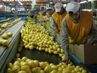 Trump suspendió la importación de limones argentinos por 60 días