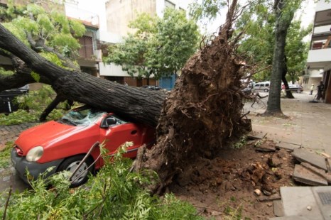 Por el temporal hubo destrozos y árboles caídos en la Ciudad