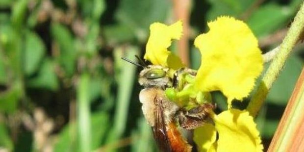 Si bien polinizan flores, como la típica abeja melífera, se diferencian las nuevas especies claramente porque colectan aceite de ciertos vegetales.