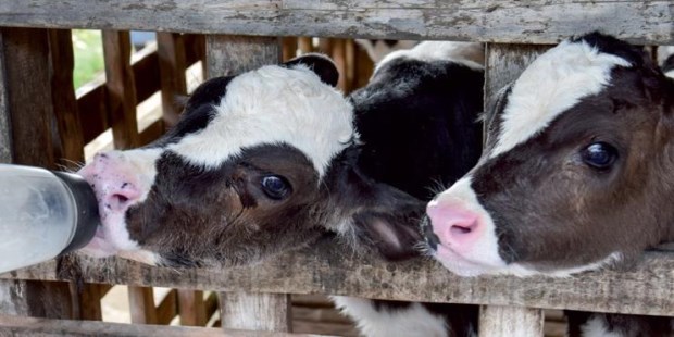 La diarrea neonatal de los terneros provoca la muerte del 20 por ciento de los animales afectados.