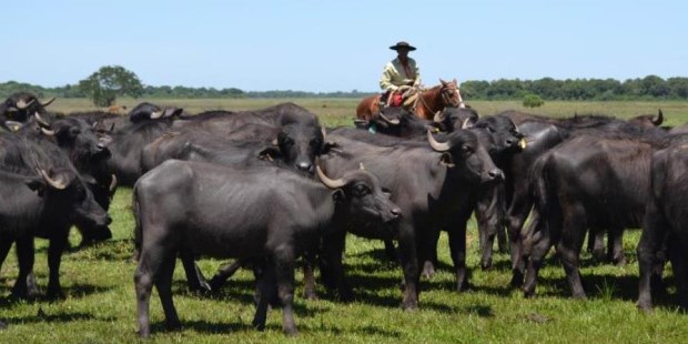 El rodeo nacional de bufalos cuenta con unas 85 mil cabezas, de las cuales 35 mil son vientres. El mapa productivo ubica a Formosa y Corrientes al frente.