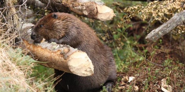 Los roedores traídos de Canadá han construido más de 70.000 diques en la isla de Tierra del Fuego.