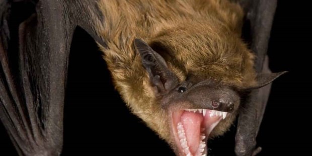 Murciélagos con rabia en la Provincia: aconsejan vacunar perros y gatos