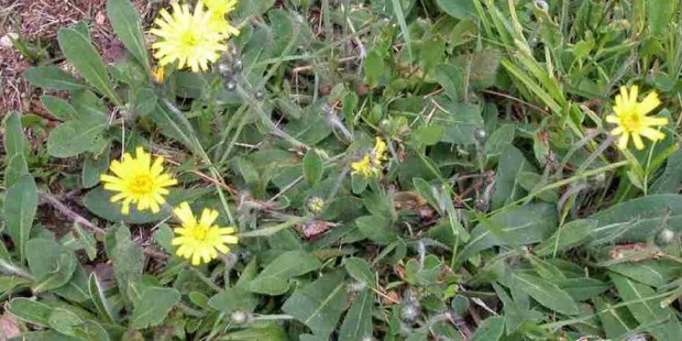 Parche pequeño de "Hieracium pilosella". Se puede apreciar su hábito de crecimiento rastrero.