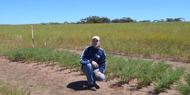 La Argentina y Australia juntas contra el estrés de las plantas 