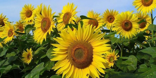 El rendimiento en aceite de los girasoles con inclinación natural fue mas alto que en los que se evito la inclinacion de los tallos.