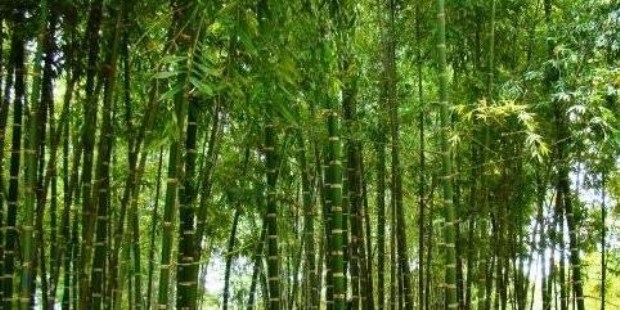 El bambú nativo se encuentra distribuido en el noreste y crece en matas que alcanzan hasta 30 metros de altura.