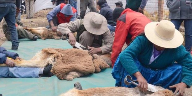 Vicuñas esquiladas como hace mil años