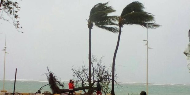 Los vientos derribaron la mayoría de las palmeras en el paseo costero de Santa Ana, en la isla de Guadalupe.