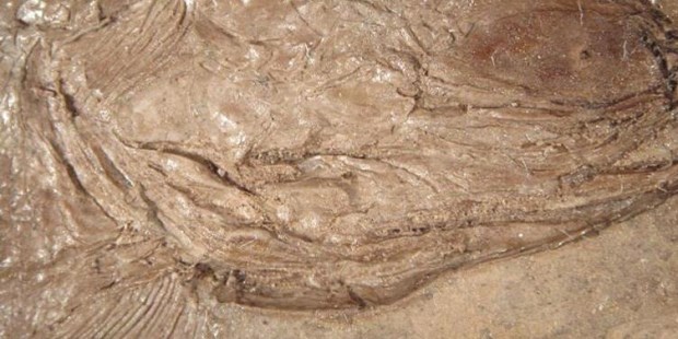 Los restos de un pez de 240 millones de años que vivió en el Triásico medio y perteneció a una especie de la que no se tenía registro en Sudamérica fueron descubiertos en Mendoza por un equipo de investigadores del Conicet.