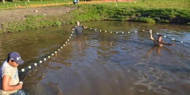 En la zona central de Misiones, rica en arroyos, las capturas de pescado se redujeron. La acuicultura podría compensar esta baja.