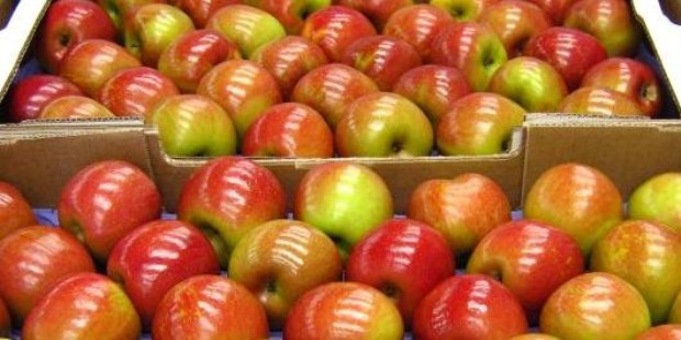 Cayó la exportación de peras y manzanas desde el puerto rionegrino de San Antonio Este en 2017