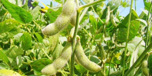 Cultivo de soja