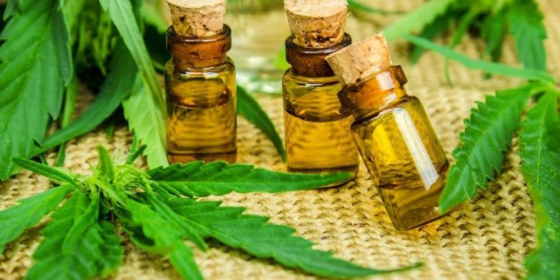  Cannabis medicinal: aún un largo camino por recorrer