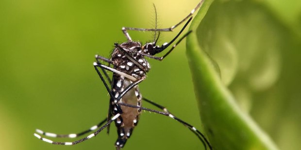 Confirman 267 casos de dengue en Santiago del Estero