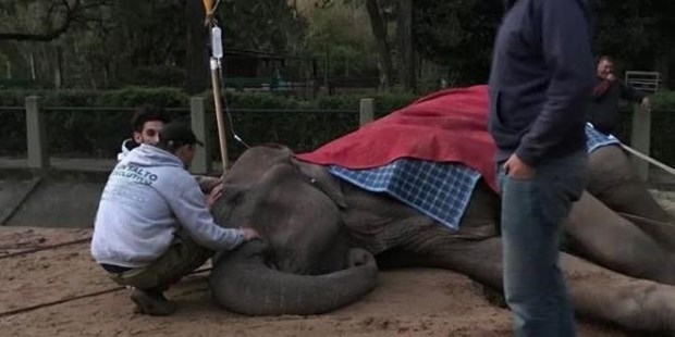 La elefanta Pelusa no mejora su estado de salud