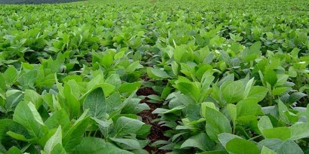 Las lluvias reviven la soja