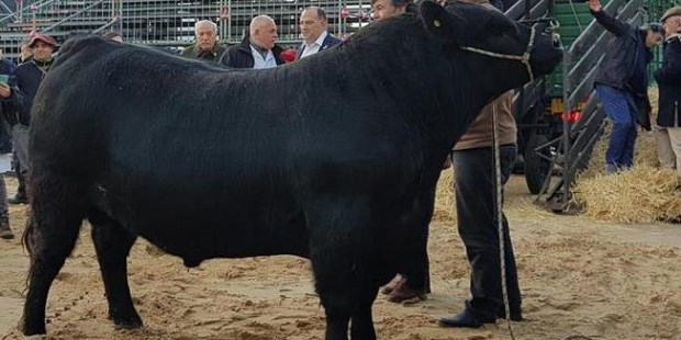 "Mbappé", un toro Angus de un año y diez meses de edad, con un peso de 920 kilos, fue el primer animal en ingresar a la 132° Exposición Rural de Palermo.