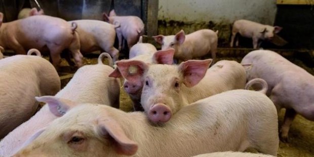 La carne de cerdo debería bajar su precio más de un 35% en relación al precio de la carne vacuna para que pueda considerársela, por parte de los consumidores, un sustituto.