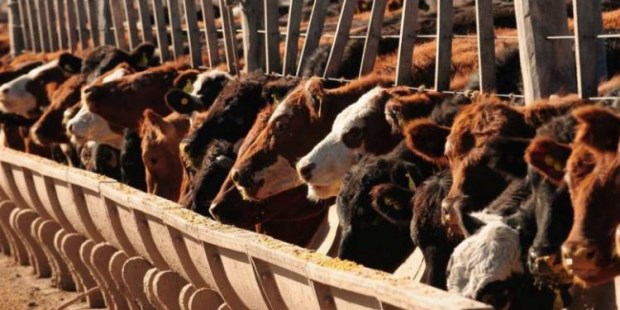 Es posible utilizar como fertilizante los residuos orgánicos.