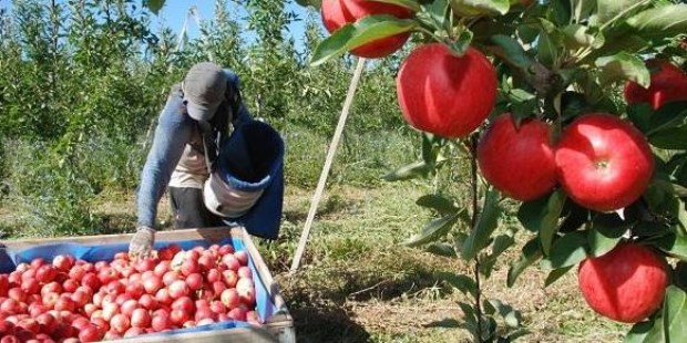 La acción estatal el sector frutícola, tal como se ha venido desarrollando hasta ahora, implica prolongar las crisis y mantener dependientes a los productores.