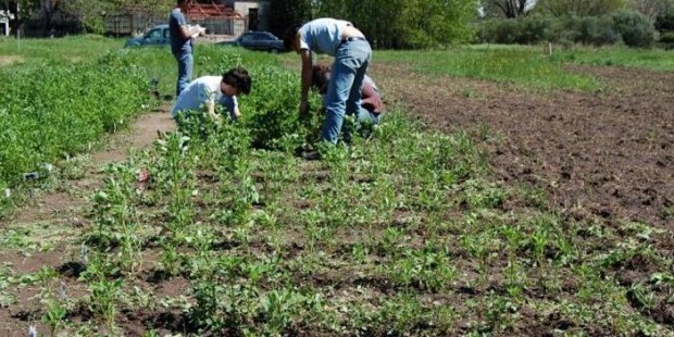 La leguminosa forrajera que se adapta a suelos salinos e inundables, estara disponible para ser mejorada por otros investigadores y organizaciones de la agricultura familiar