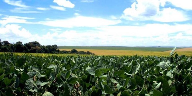 La soja puede rendir mucho más