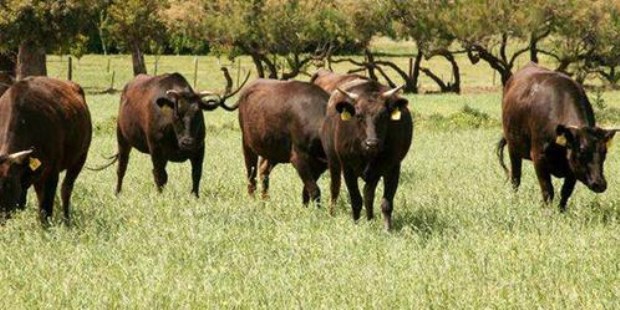 Japón considera al ganado Wagyu como un verdadero "tesoro nacional".