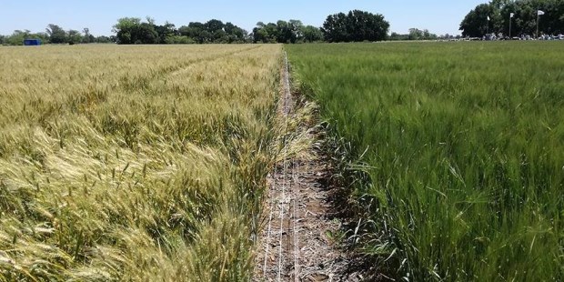 El gen que le confiere la tolerancia a la sequía al trigo proviene del girasol