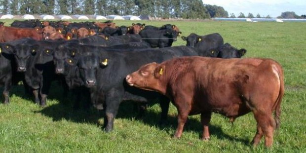 Supertoros: mismo peso menos comida